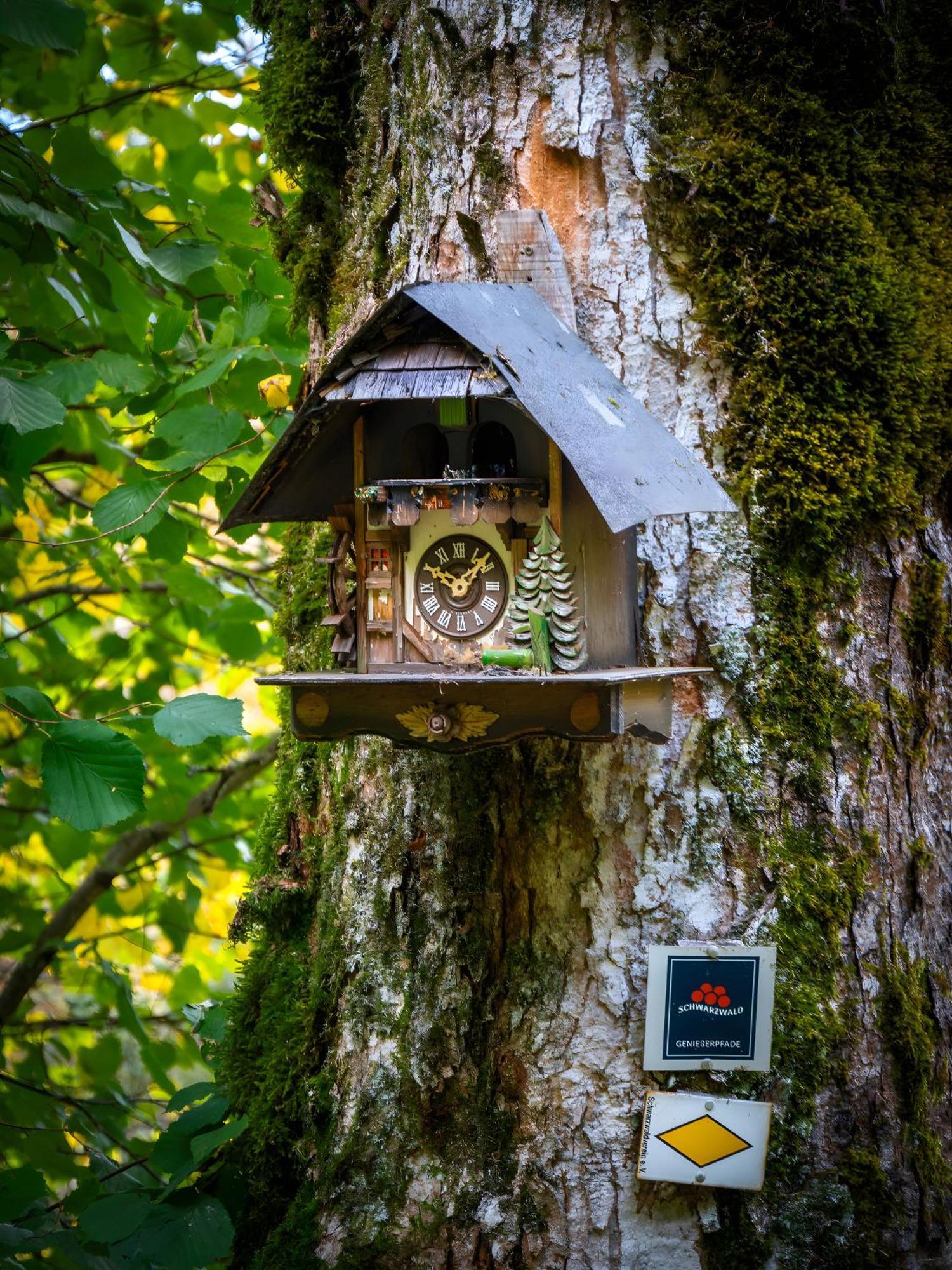Landhaus Panoramablick Schonach im Schwarzwald 外观 照片